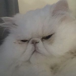 Meet your Posher, Elle